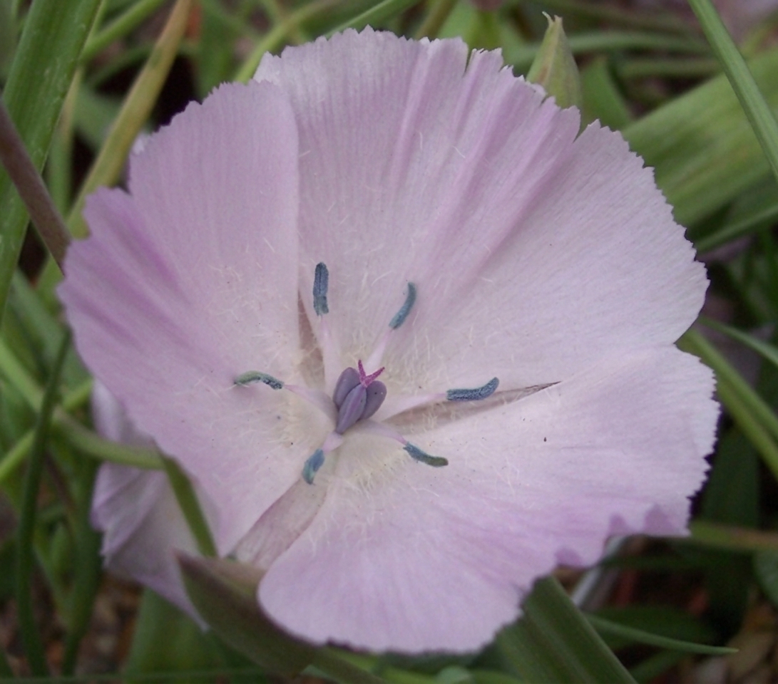 Calochortus uniflorus 'Cupido' 